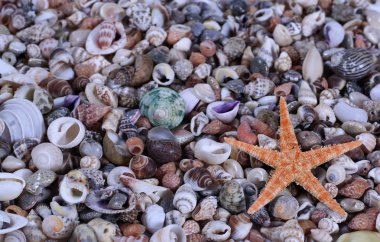 Seashells clipart