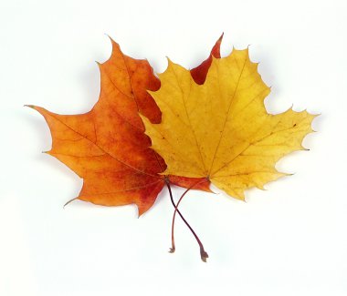 Autumn leaves clipart