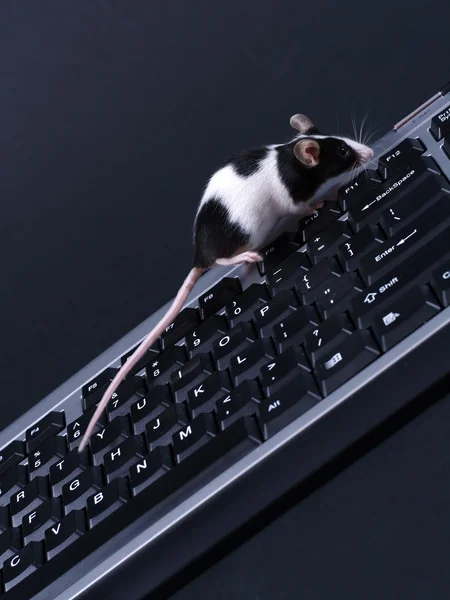 Keybord e rato — Fotografia de Stock