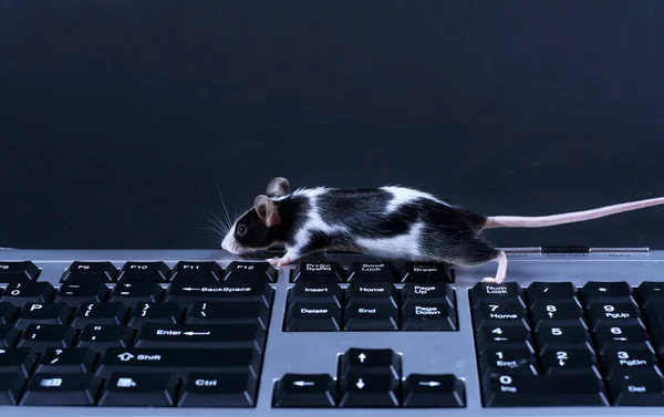 Klávesnici a myš — Stock fotografie