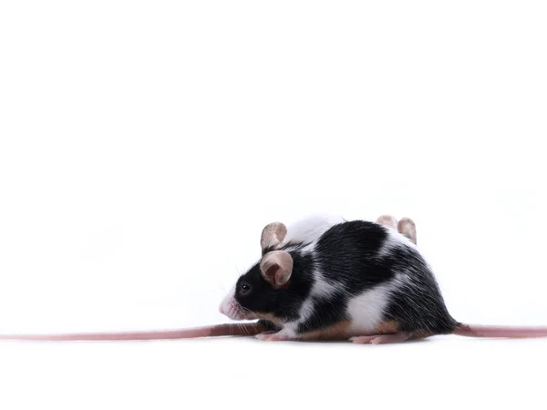 Raça de ratos — Fotografia de Stock