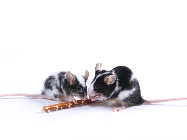 Ratinhos — Fotografia de Stock