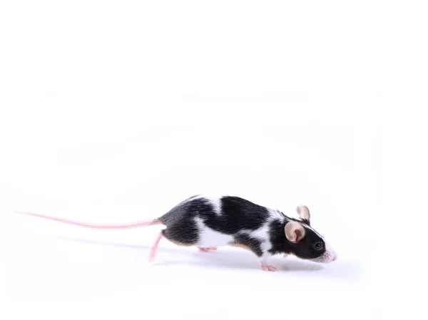 Mouse — Stock Photo, Image