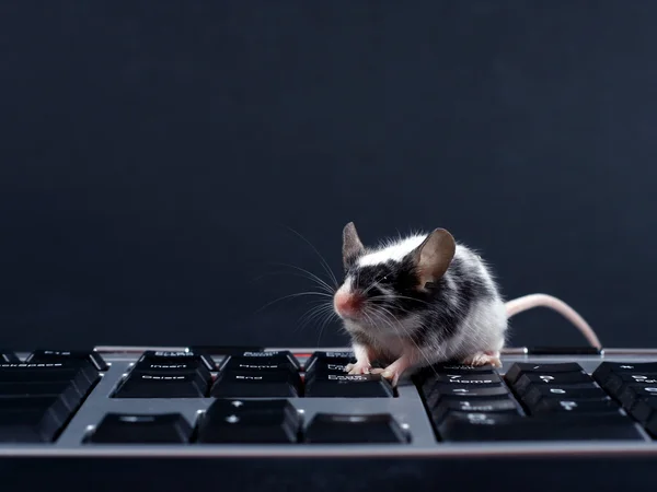 Toetsenbord en muis Stockfoto