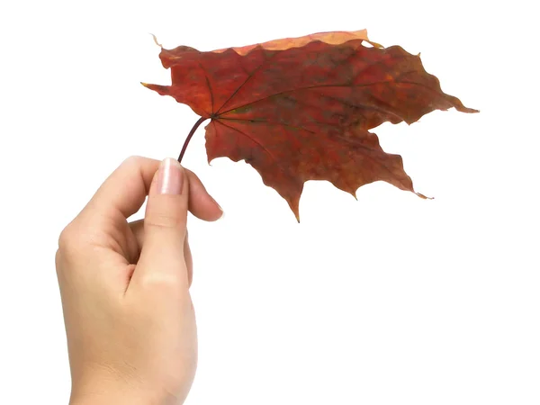 Осенний зонтик Стоковое Изображение
