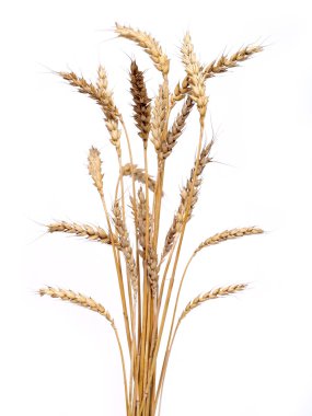 Golden wheat clipart