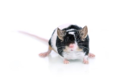 Portrait of a mouse clipart