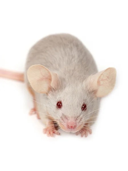 Malá myš — Stock fotografie