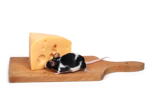 Mus och ost — Stockfoto