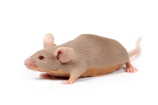 Маленькая мышь — стоковое фото