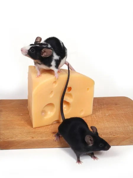 Myszy i ser — Zdjęcie stockowe