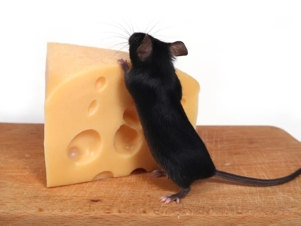 Maus und Käse — Stockfoto