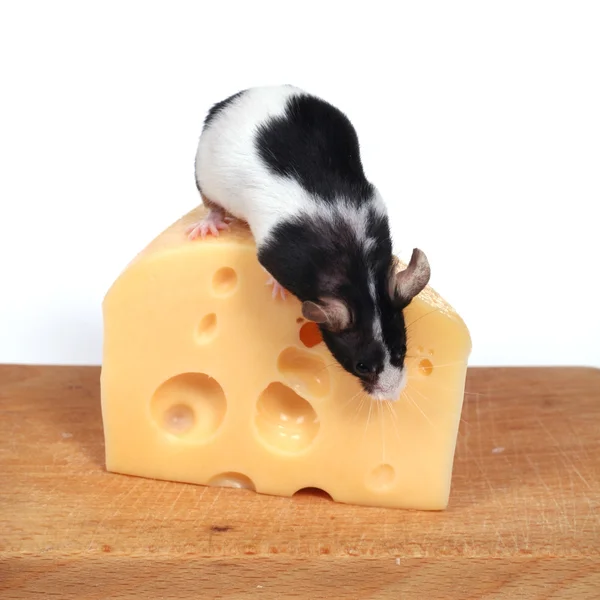 Maus und Käse — Stockfoto