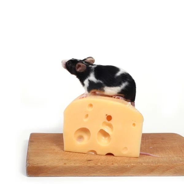 Souris et fromage — Photo