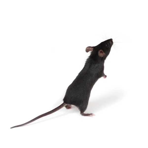 Маленькая мышь — стоковое фото