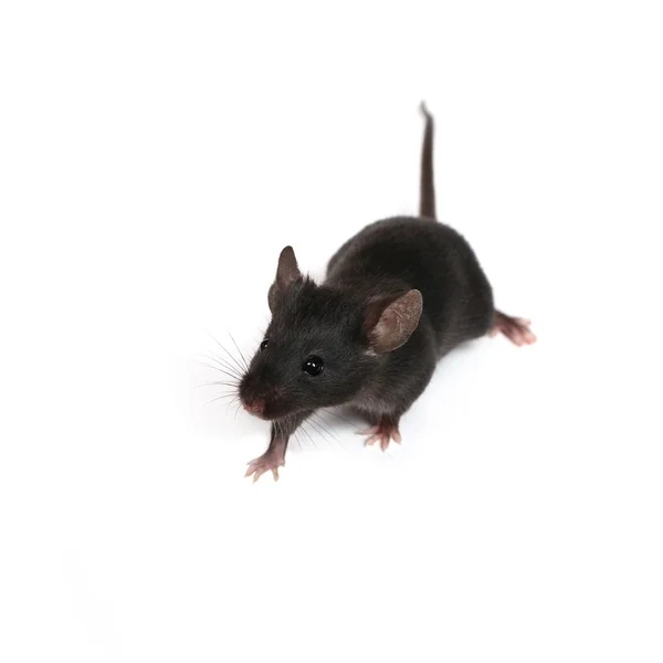 Pequeño ratón —  Fotos de Stock
