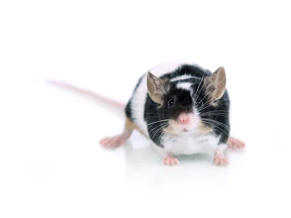 Portrait of a mouse — Stock Photo, Image
