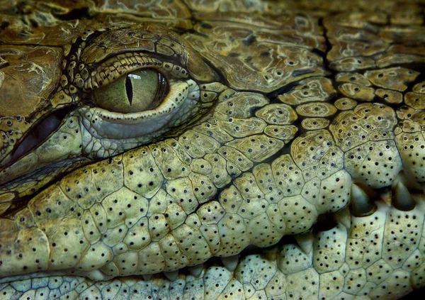 Krokodil Stockbild