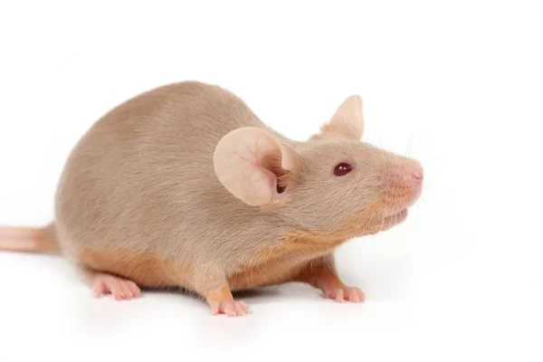 Little mouse Stock Image