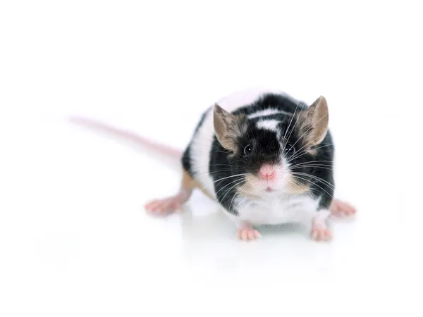 Portret myszy Zdjęcie Stockowe