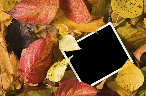 Lege foto tussen Herfstbladeren — Stockfoto