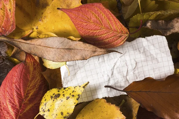Carta bianca tra le foglie — Foto Stock