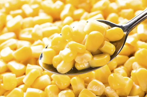 stock image Corn