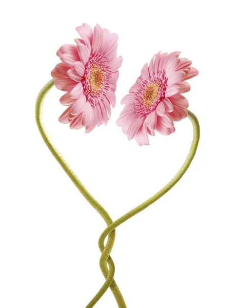 Flower love — Stock Photo, Image