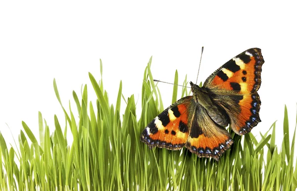 Motýl trávě Stock Obrázky