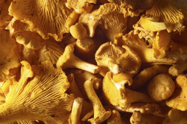 Chanterelles