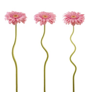 Three curved flowers clipart