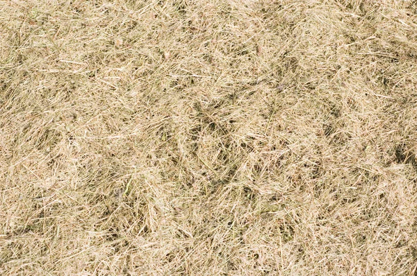 마른 잔디 — 스톡 사진