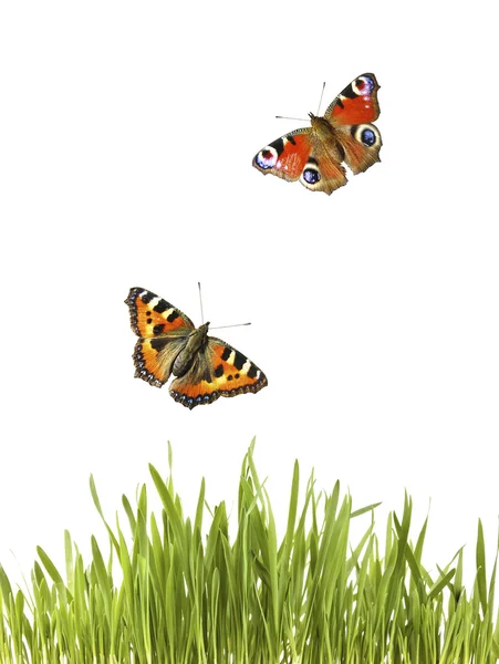 Farfalle sotto l'erba — Foto Stock