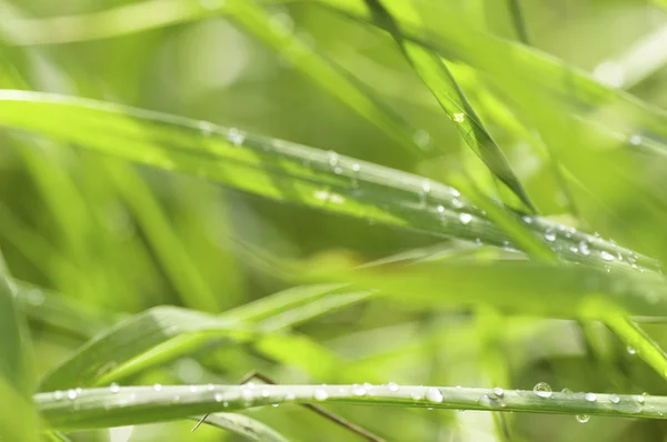 stock image Green grass