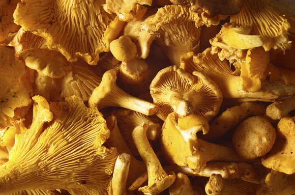 stock image Chanterelles