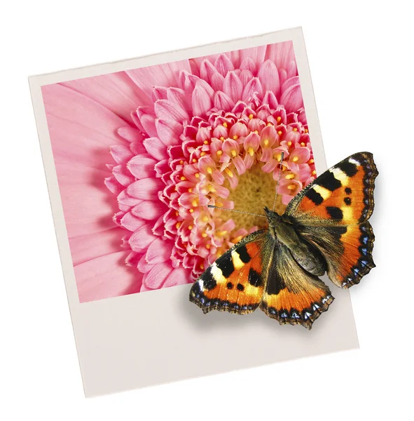 Vlinder aan een foto van bloem. — Stockfoto