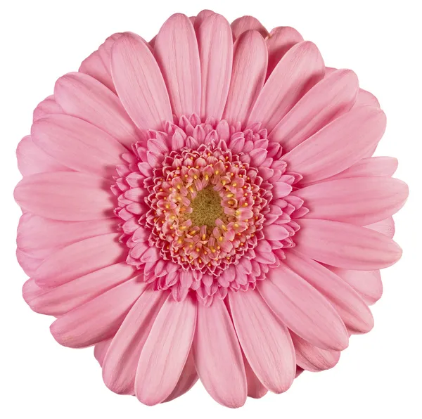 Gerbera rosa fotos de stock, imágenes de Gerbera rosa sin royalties |  Depositphotos