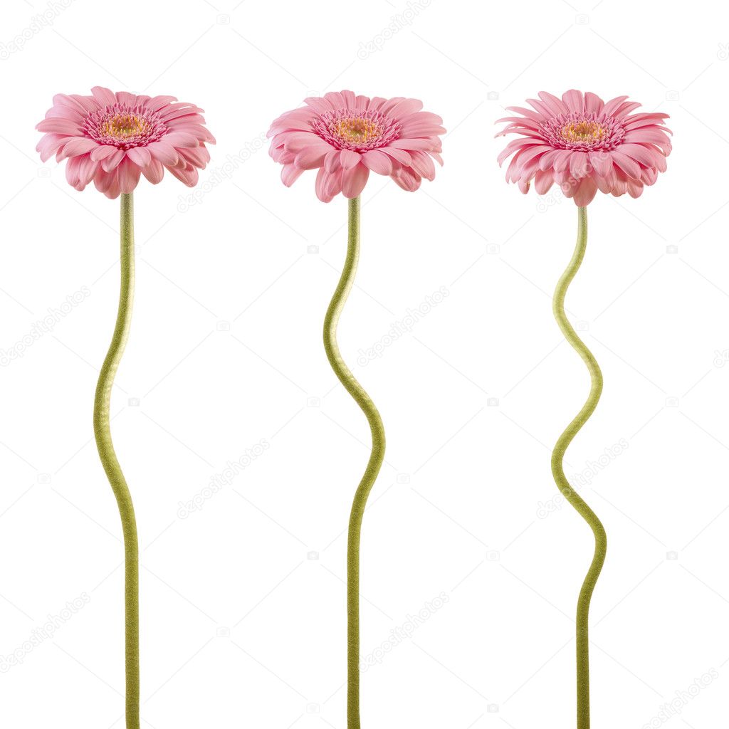 Three curved flowers