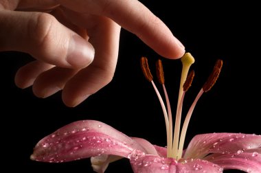 Hand touching flower clipart