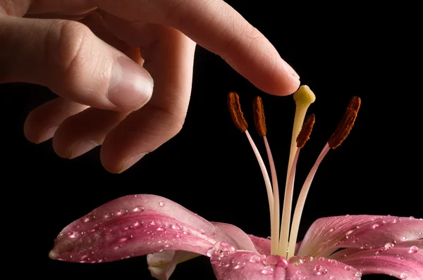 Hand touching flower — Stock Photo, Image