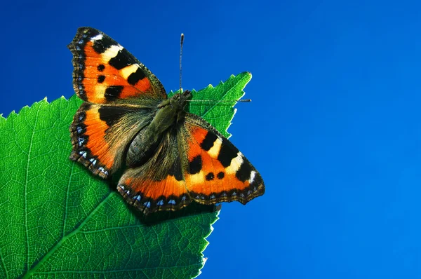 Zielony liść z motyl — Zdjęcie stockowe