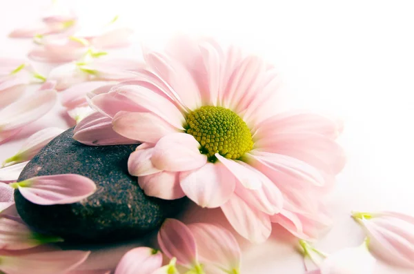 Taş üzerine çiçek — Stok fotoğraf