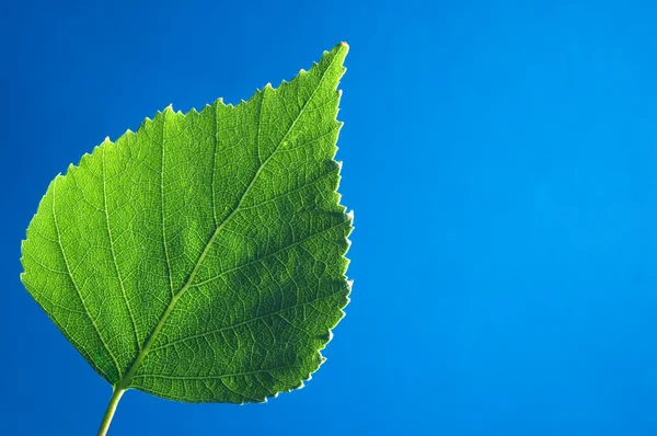 Green leaf Royalty Free Stock Images