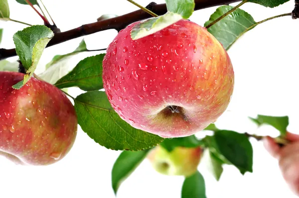 Pommes extérieures saines — Photo