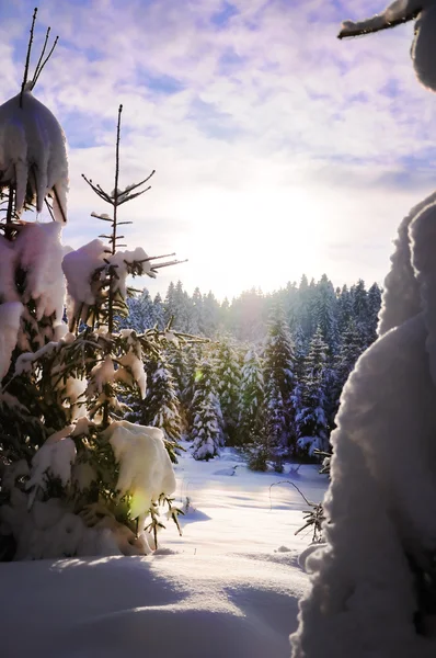 Winter schöne Szene — Stockfoto