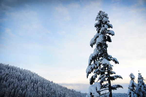 冬季美丽的景色 — 图库照片