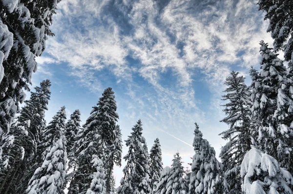 Зимняя красивая сцена — стоковое фото