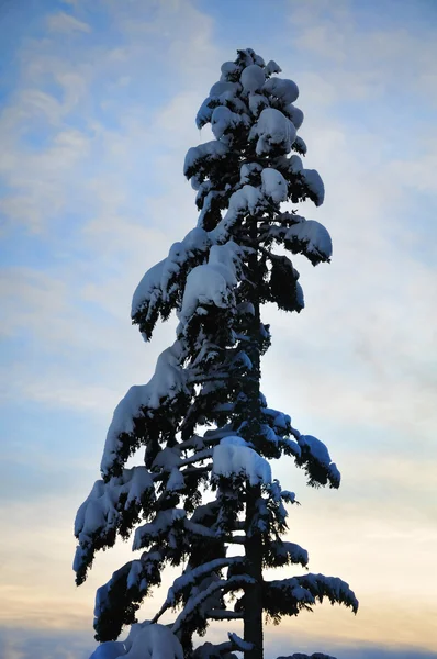 Зимовий Красива сцена — стокове фото