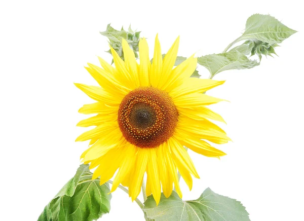 Beautiful yellow flower, colorful sunflo — Stock Photo, Image