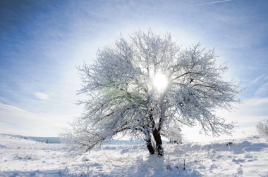 Sky, tree and snow